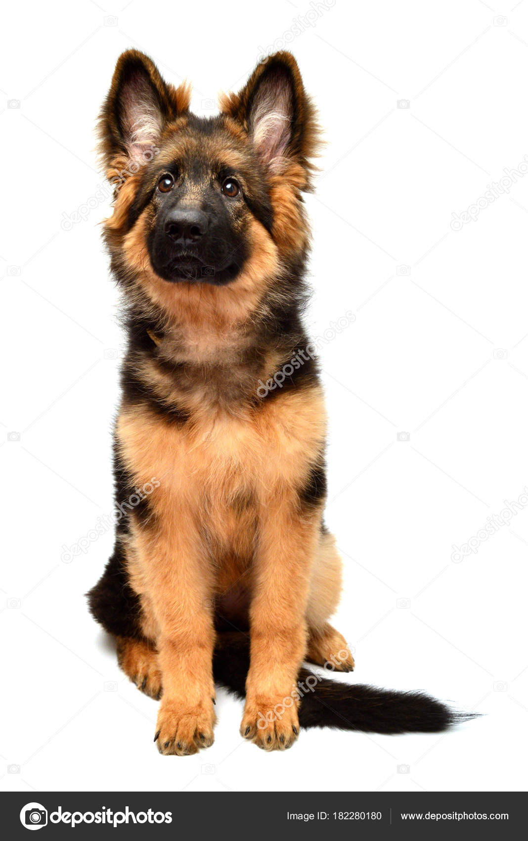 Chien Berger Allemand Moelleux Isolé Sur Fond Blanc Chiot Est — Photo de  stock par ©FlowerStudio - 182280180, image size:1068x1700