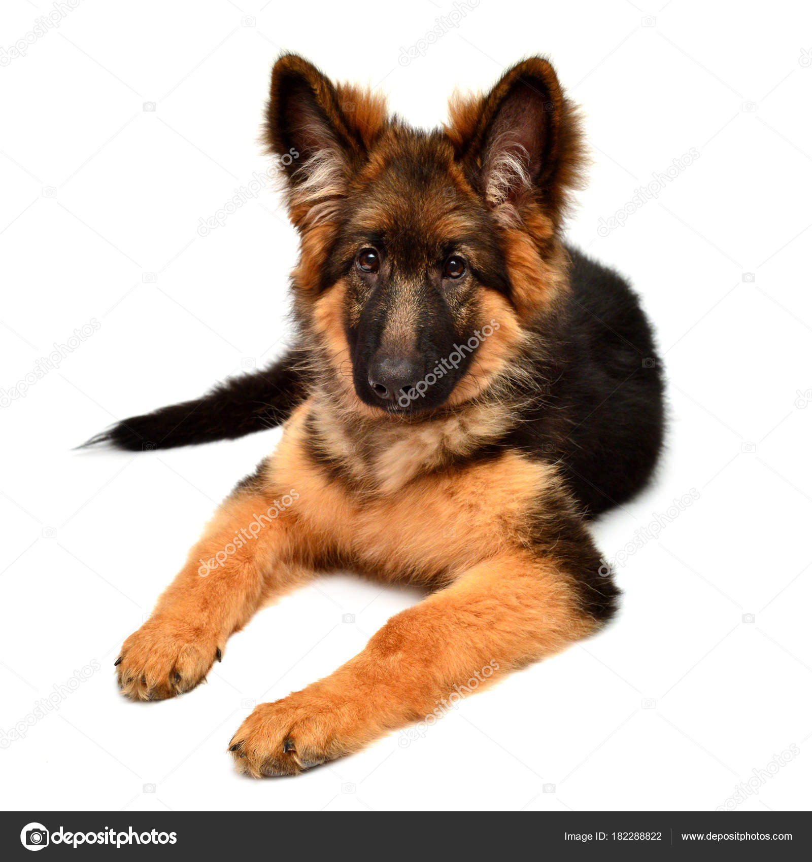 plush german shepherd puppies