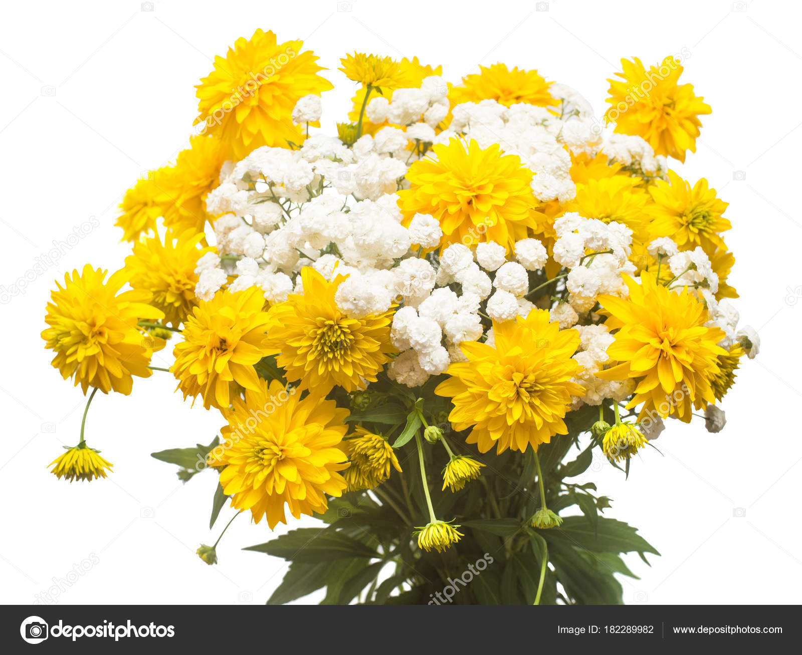 Bouquet Flowers Rudbeckia Golden Ball Yarrow Isolated White Background Stock Photo Image By C Flowerstudio 129 Bouquet Flowers Rudbeckia Golden Ball Yarrow Isolated White Background Stock Photo Image By C Flowerstudio 129