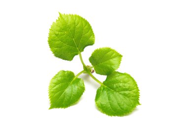 Beyaz arka plan üzerinde izole damla ile ortanca yapraklar. Düz yatıyordu, en iyi görünümü