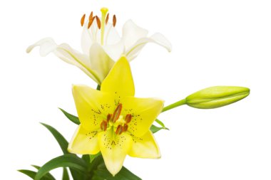 Güzel hassas beyaz lilyum beyaz arka plan üzerinde izole buket. Düğün, gelin. Moda yaratıcı çiçek kompozisyon. Yaz, Bahar. Düz yatıyordu, en iyi görünüm. Seviyorum. Sevgililer günü