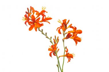 Crocosmia portakalı beyaz arka planda izole edilmiş. Yaratıcı, düz yatak, üst görünüm