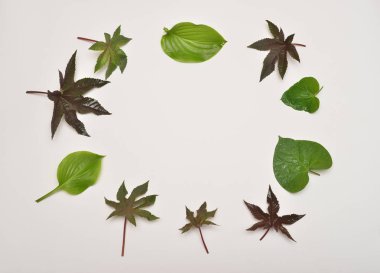 Ana bilgisayar, astilbe, nasturtium, beyaz bir arka plan üzerinde metin için yer ile ricinus communis yaprakları topluluğu. Flora ve kalpleri. Çiçekler. Sonbahar. Düz yatıyordu, en iyi görünümü 