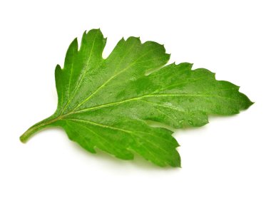 Yeşil yaprak krizantem beyaz arka plan üzerinde izole. Düz yatıyordu, en iyi görünümü