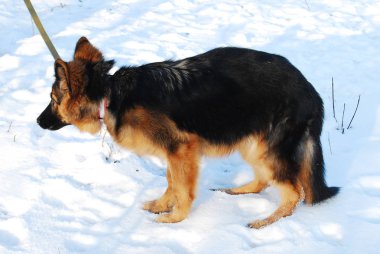 Alman çoban köpek yavrusu kış kar karşı kira kontratı ile bir yolda çalış