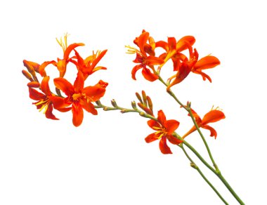 Crocosmia portakalı beyaz arka planda izole edilmiş. Yaratıcı, düz yatak, üst görünüm