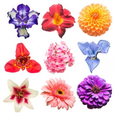 Çiçekler çeşitli phlox, gerbera, iris, papatya, tigridia, yıldız çiçeği, topluluğu gün-lily, lily, beyaz arka plan üzerinde izole zinnia. Düz yatıyordu, en iyi görünümü 