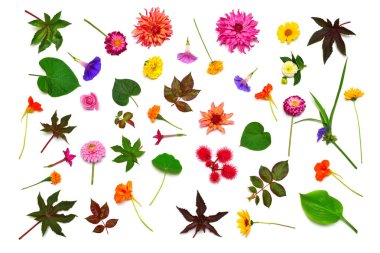 Gül, Yıldızçiçekleri, tütün, marigolds ve yaprak ev sahibi ve beyaz arka plan üzerinde izole Ricinus communis çiçek koleksiyonu. Flora kompozisyon ve koleksiyonu. Doğa ve bitkiler. Düz yatıyordu, en iyi görünümü 