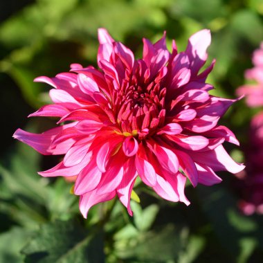 Çiçek bahçesinde çiçek pembe dahlias. Güneşli, arka ışık