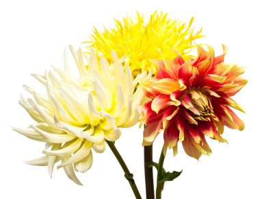 Çiçekler beyaz arka plan üzerinde izole güzel buket dahlias makro doğa. Botanik, kavram, flora, fikir. Düz yatıyordu, en iyi görünüm. Düğün, Gelin, aşk