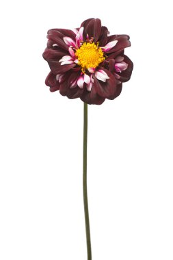 Beyaz arka plan üzerinde izole çiçek dahlia. Düz yatıyordu, en iyi görünümü