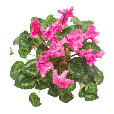 Pembe Siklamen izole üzerinde beyaz zemin çiçek. Yaz. Bahar. Düz yatıyordu, en iyi görünüm. Seviyorum. Sevgililer günü