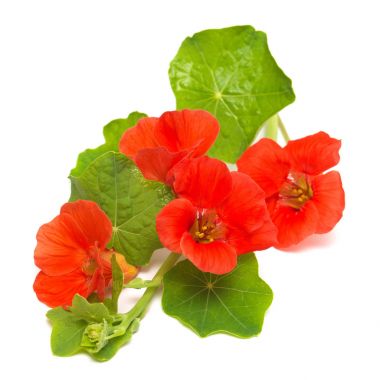 Buket turuncu nasturtium çiçek yaprak beyaz arka plan üzerinde izole. Düz yatıyordu, en iyi görünümü