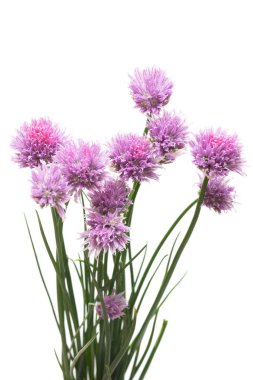 Çiçek açan soğan Frenk soğanı çiçekler izole beyaz arka plan üzerinde. Düz yatıyordu, en iyi görünümü