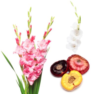 Collection gladiolus bulbs and flowers isolated on white background. Agriculture, horticulture. Preparing the plant for planting in the ground. Flat lay, top view clipart