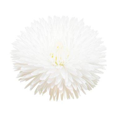 Beyaz arka plan üzerinde izole güzel marguerite çiçek. Düz yatıyordu, en iyi görünüm. Seviyorum. Sevgililer günü