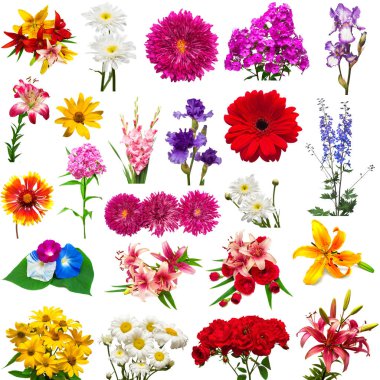 Topluluğu güzel renkli çiçekler delphinium, güller, zambaklar, chamomiles, gerbera, Kasımpatı, Glayöl ve diğerleri beyaz arka plan üzerinde izole. Düz yatıyordu, en iyi görünümü