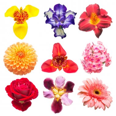 Çeşitli gül, papatyalar, süsen, Hercai Menekşe, tigridia, lilyum, gerbera beyaz arka plan üzerinde izole çiçek koleksiyonu. Düz yatıyordu, en iyi görünümü 