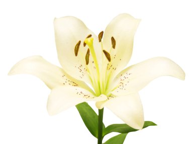 Güzel beyaz zambak üzerinde arka izole. Düz yatıyordu, en iyi görünümü