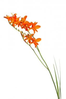 Crocosmia portakalı beyaz arka planda izole edilmiş. Yaratıcı, düz yatak, üst görünüm