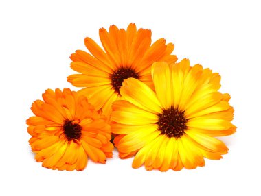 Calendula officinalis buket çiçek yaprakları üzerinde izole beyaz arka plan. Marigolds, şifalı bitkiler. Altın yaprakları 