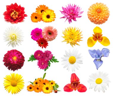 Çeşitli calendula çiçekler, yıldız çiçeği, papatya, lily, Iris, Kasımpatı, beyaz arka plan üzerinde izole papatyalar topluluğu. Gelin buketi, modaya uygun bitkiler. Düz yatıyordu, en iyi görünüm. Aşk