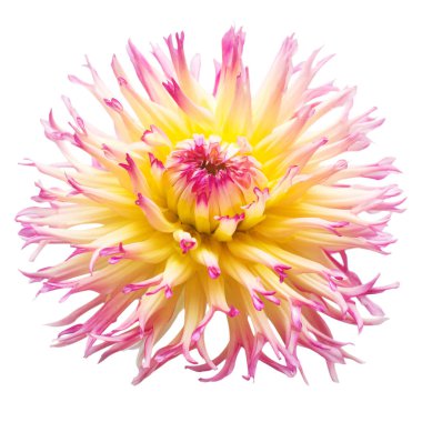 Beyaz arka plan üzerinde izole pembe ve sarı çiçek dahlia. Düz yatıyordu, en iyi görünümü