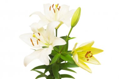 Güzel hassas beyaz lilyum beyaz arka plan üzerinde izole buket. Düğün, gelin. Moda yaratıcı çiçek kompozisyon. Yaz, Bahar. Düz yatıyordu, en iyi görünüm. Seviyorum. Sevgililer günü