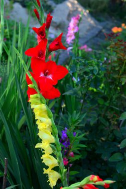 Çiçek bahçesinde üzerinde kırmızı bir Glayöl çiçeği