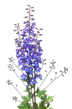 Beyaz arka plan üzerinde izole güzel mavi dolphinium çiçek. Düz yatıyordu, en iyi görünümü