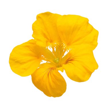 Beyaz arka plan üzerinde izole sarı nasturtium çiçek makro kavisli şekli. Düz yatıyordu, en iyi görünümü