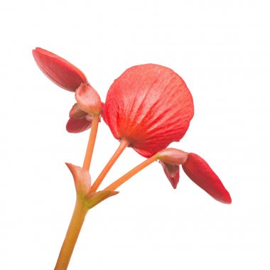 Begonya makro kırmızı çiçekler beyaz arka plan üzerinde izole. Düz yatıyordu, en iyi görünümü