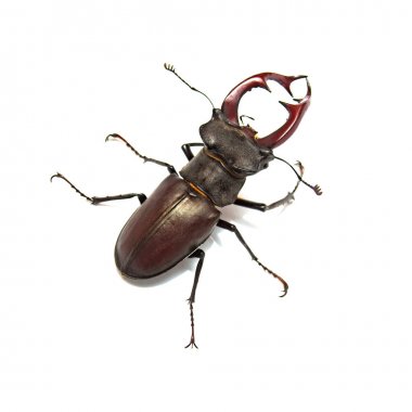 Beyaz arka plan üzerinde izole böcek geyik. Böcek. Makro