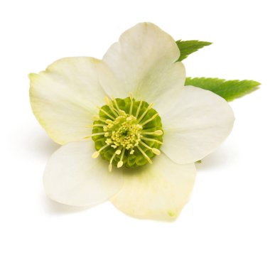 Beyaz arka plan üzerinde izole çiçek Karaca ot. Düz yatıyordu, en iyi görünümü