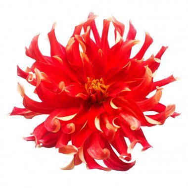 Çiçek güzel kırmızı dahlia makro doğanın beyaz arka plan üzerinde izole. Botanik, kavram, flora, fikir. Şakayık formu