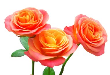 buket pembe Gül beyaz zemin üzerine izole