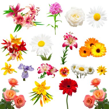 Topluluğu güzel renkli çiçek gül, süsen, marigolds, papatyalar, zambaklar ve diğer beyaz arka plan üzerinde izole. Düz yatıyordu, en iyi görünümü