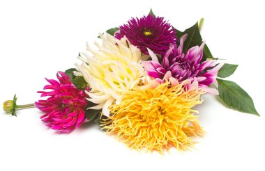 Çiçekler beyaz arka plan üzerinde izole güzel buket dahlias makro doğa. Botanik, kavram, flora, fikir. Düz yatıyordu, en iyi görünüm. Düğün, Gelin, aşk