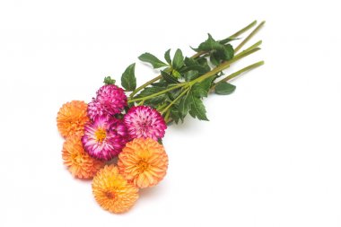 Çiçek güzel turuncu ve Pembe buket dahlia makro doğanın beyaz arka plan üzerinde izole. Botanik, kavram, flora, fikir. Pon pon formu