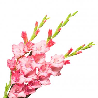 Beyaz arka plan üzerinde izole güzel pembe moda Glayöl çiçek. Düğün buketi gelin. Düz yatıyordu, en iyi görünümü