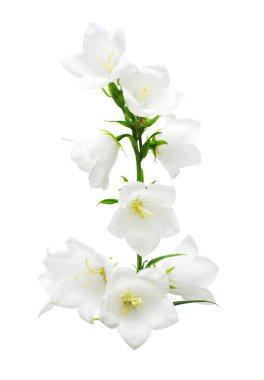 Beyaz arka plan üzerinde izole çan çiçekleri beyaz. Çiçek, Bahçe