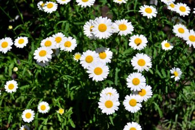 Çiçekler iyileştirici beyaz papatya Çiçek bahçesinde bir arka plan üzerinde