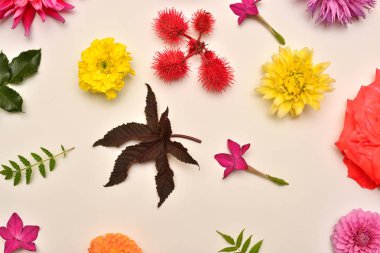 Çiçek gül, Yıldızçiçekleri, tütün, marigolds ve yaprakları astilbe, beyaz arka plan üzerinde izole Ricinus communis. Flora kompozisyon ve koleksiyonu. Doğa ve bitkiler. Düz yatıyordu, en iyi görünümü 