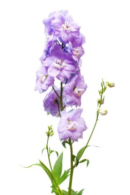 Beyaz arka plan üzerinde izole güzel mavi dolphinium çiçek