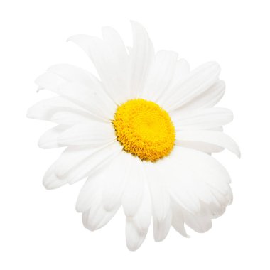Beyaz arka plan üzerinde izole bir beyaz papatya çiçek. Düz yatıyordu, en iyi görünümü