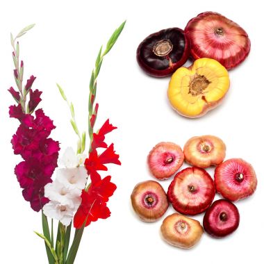 Collection gladiolus bulbs and flowers isolated on white background. Agriculture, horticulture. Preparing the plant for planting in the ground. Flat lay, top view clipart