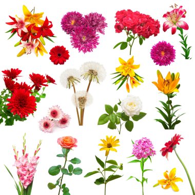 Güzel renkli çiçekleri beyaz arka plan üzerinde izole topluluğu. Düz yatıyordu, en iyi görünümü