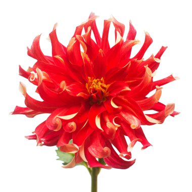 Çiçek güzel kırmızı dahlia makro doğanın beyaz arka plan üzerinde izole. Botanik, kavram, flora, fikir. Şakayık formu