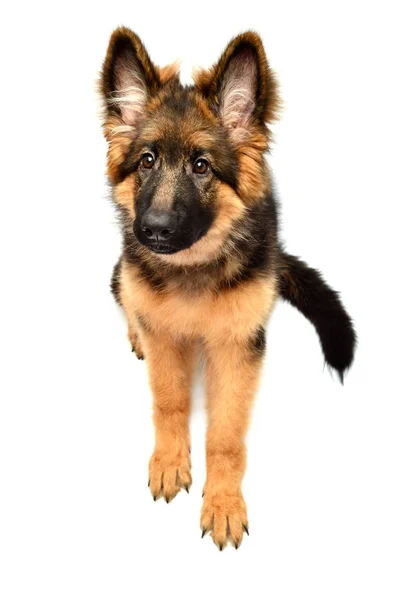 Fluffy German Shepherd Dog Isolated White Background Puppy Beautiful Funny — Stock Photo, Image