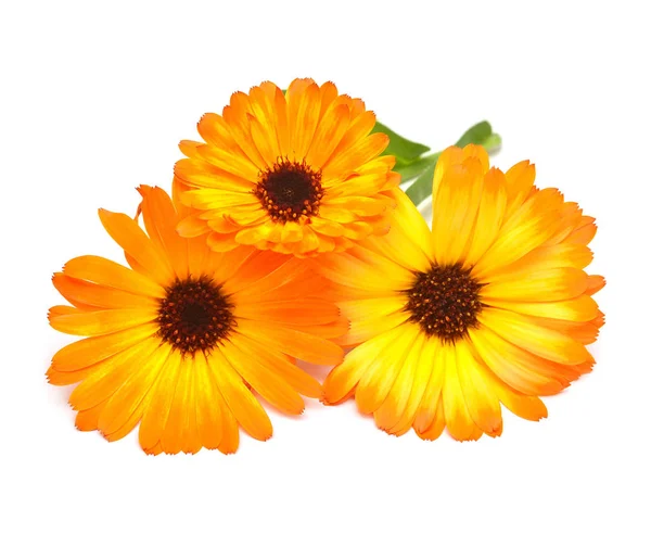 Flores Calêndula Officinalis Buquê Com Folhas Isoladas Fundo Branco Marigolds — Fotografia de Stock